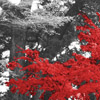 Tree (Japan) - Digitally modified photograph - Dragonsize