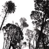 Trees (Australia) - Digitally modified photograph - Dragonsize